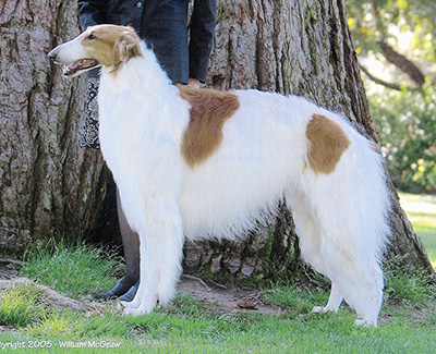 Top Best of Opposite Sex Borzoi 2006